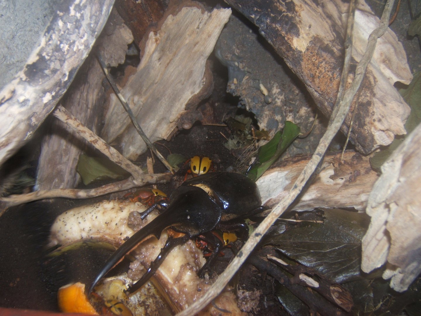 Hercules Beetle male