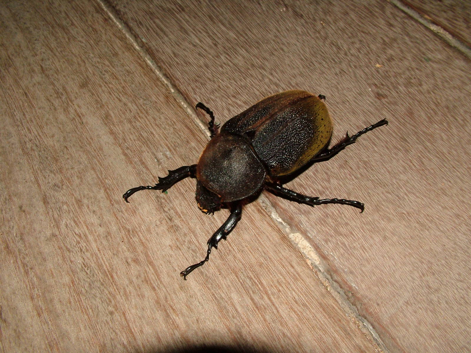 Hercules Beetle, Springfield, Dominica