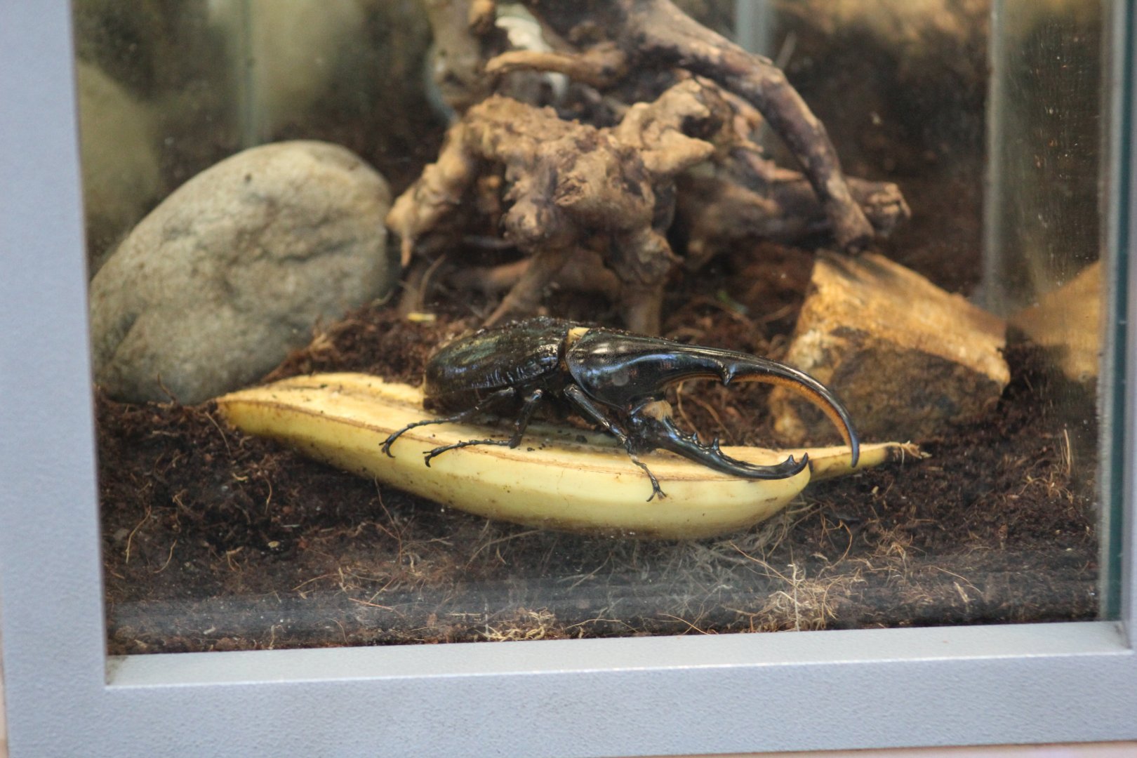 Hercules Beetle