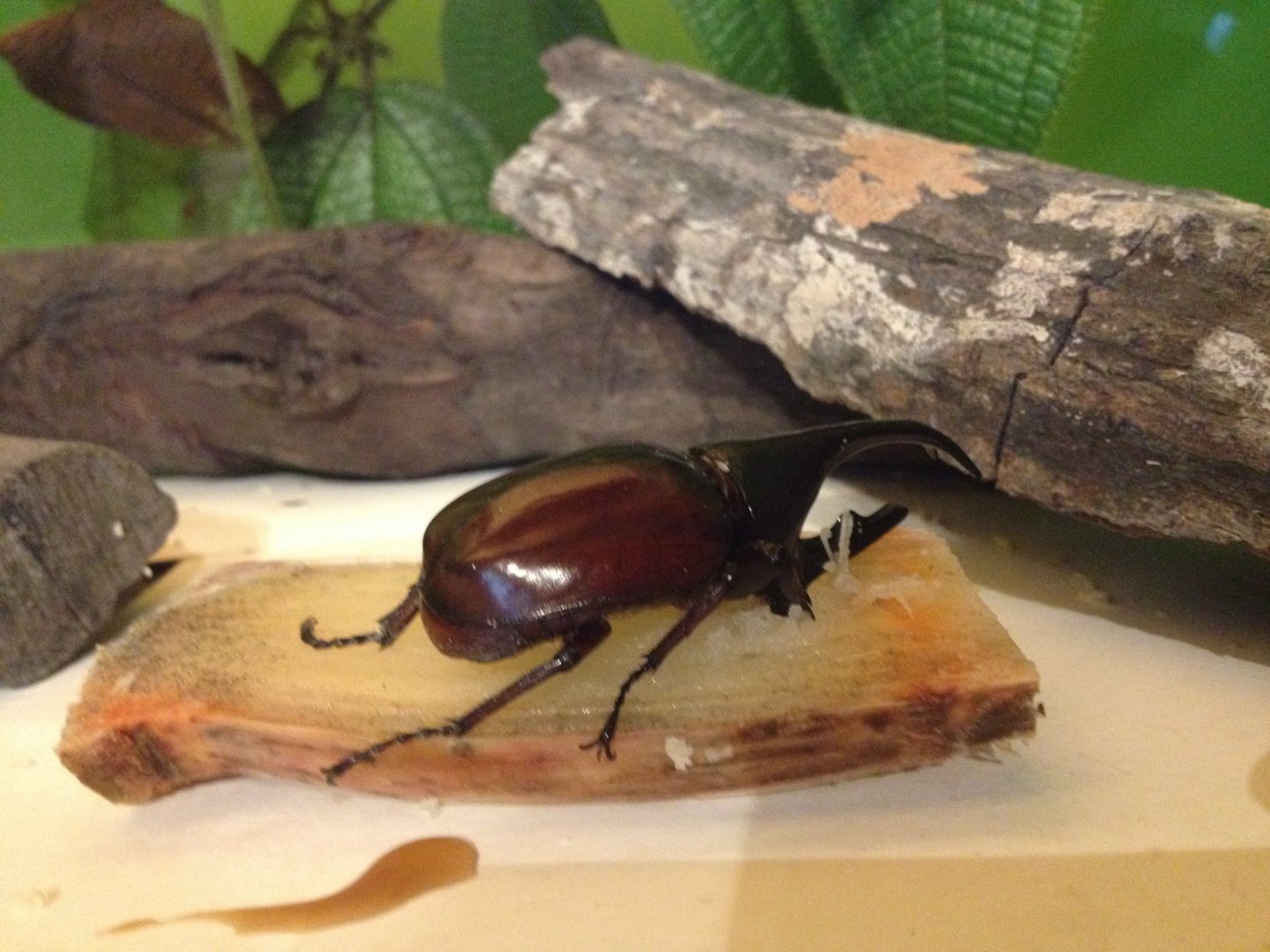 Hercules Beetle (?)