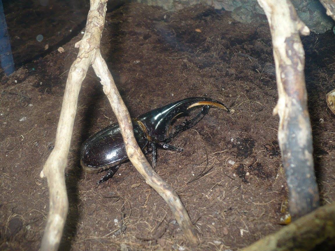 Hercules beetle