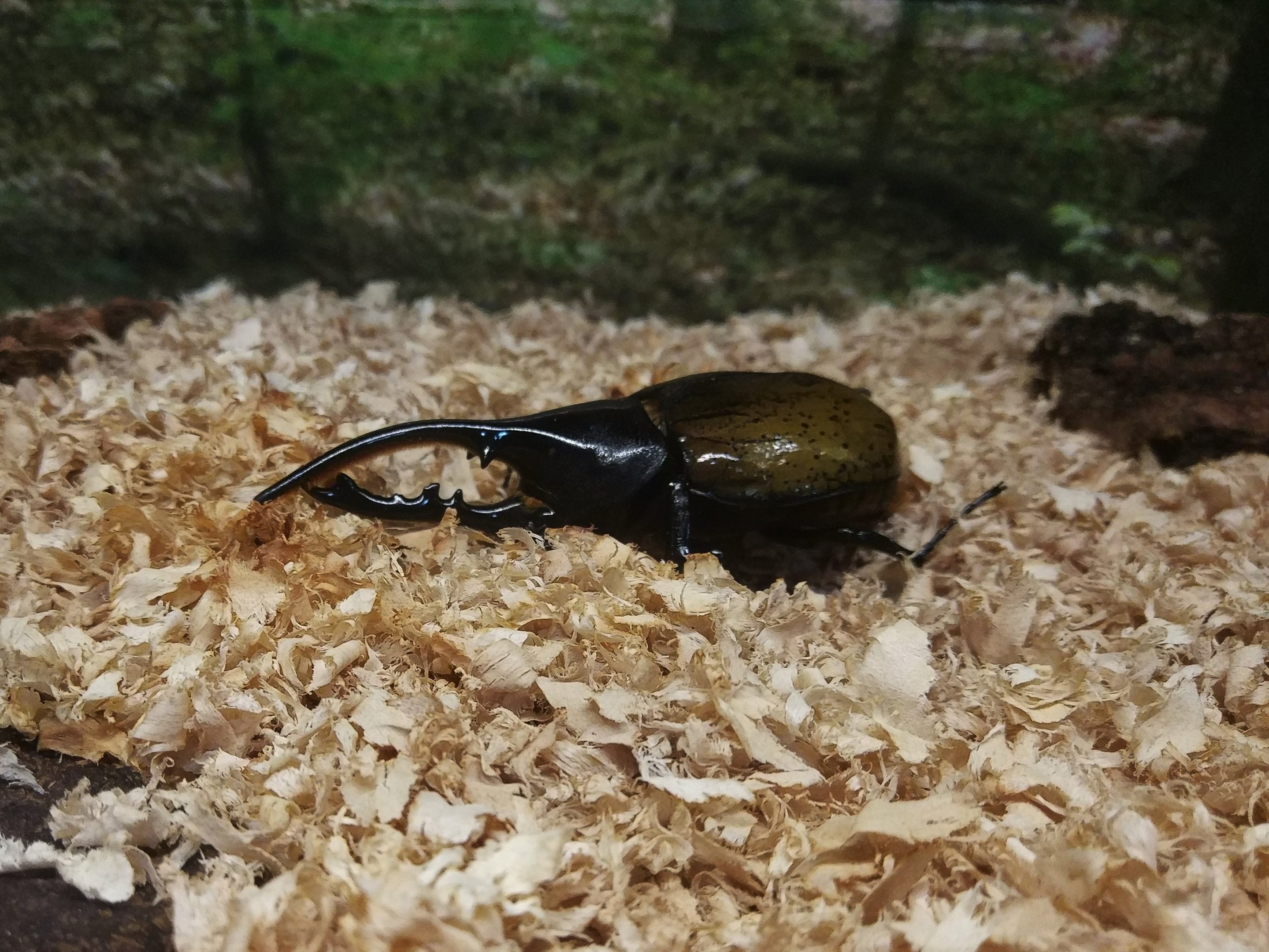 Hercules Beetle