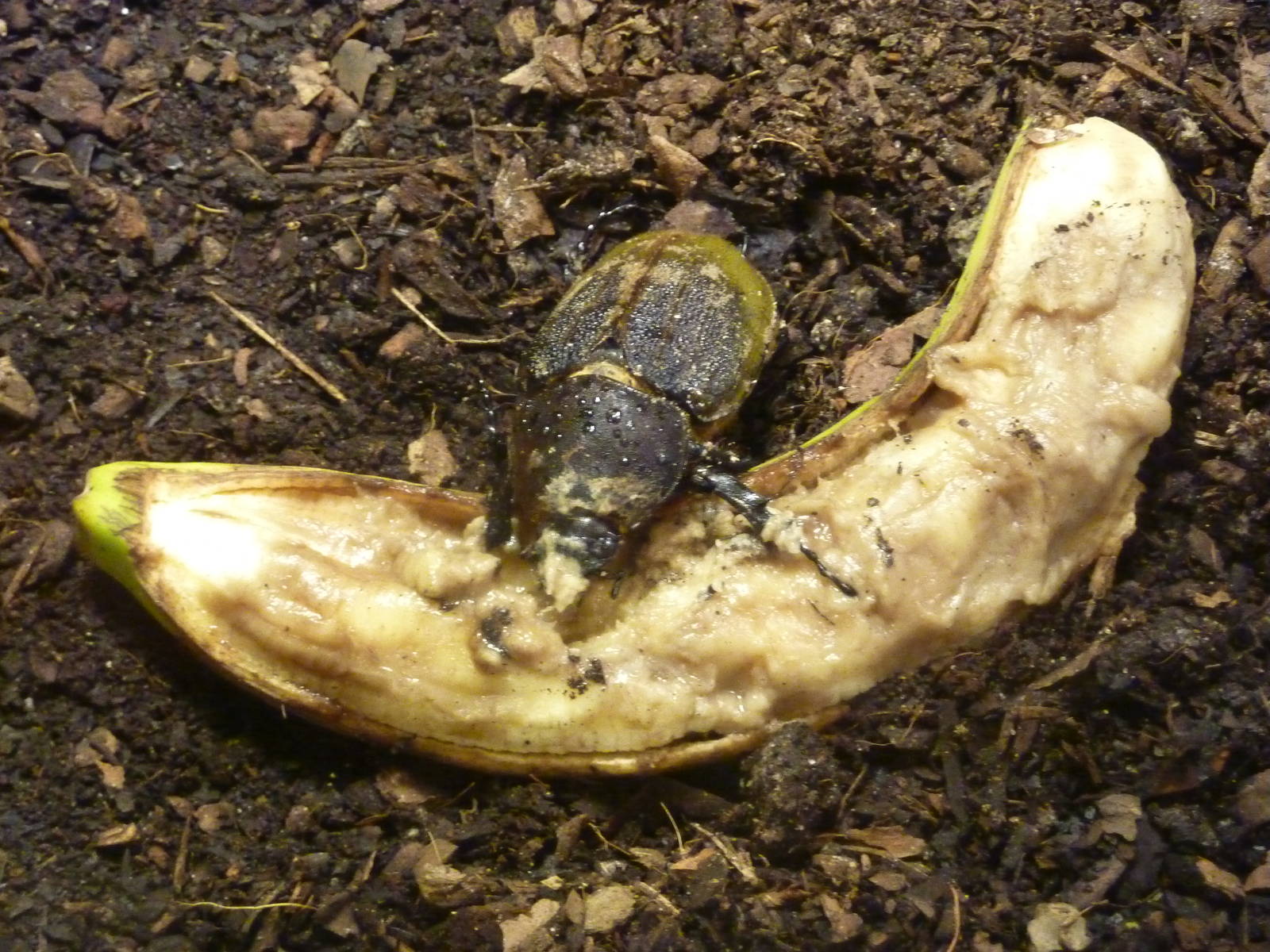 Hercules beetle