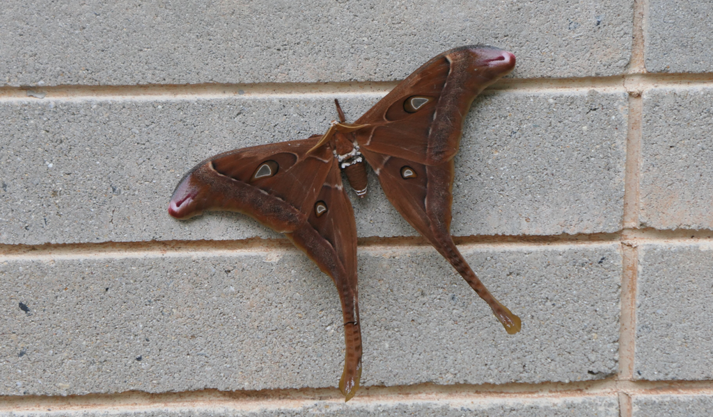 Hercules Moth