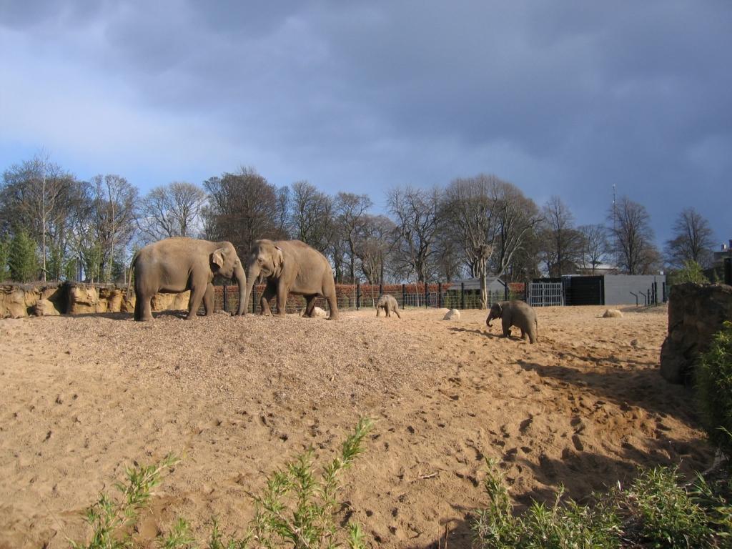 Herd enoying their outdoors