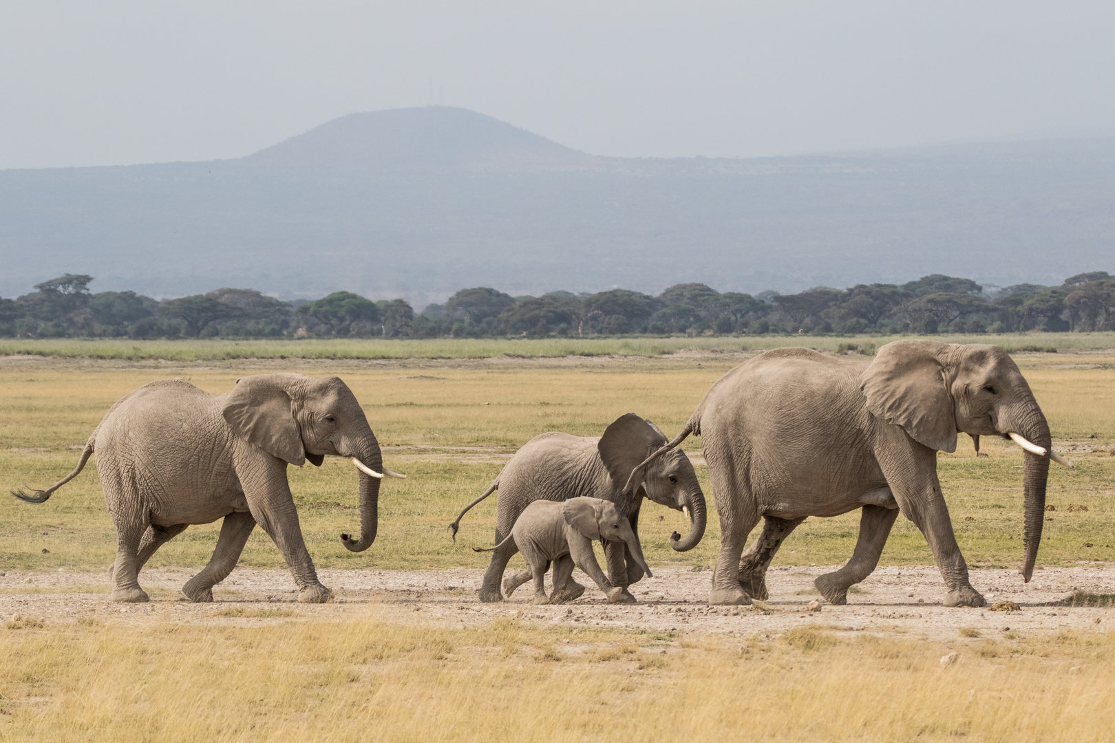 Herd of African Elephants