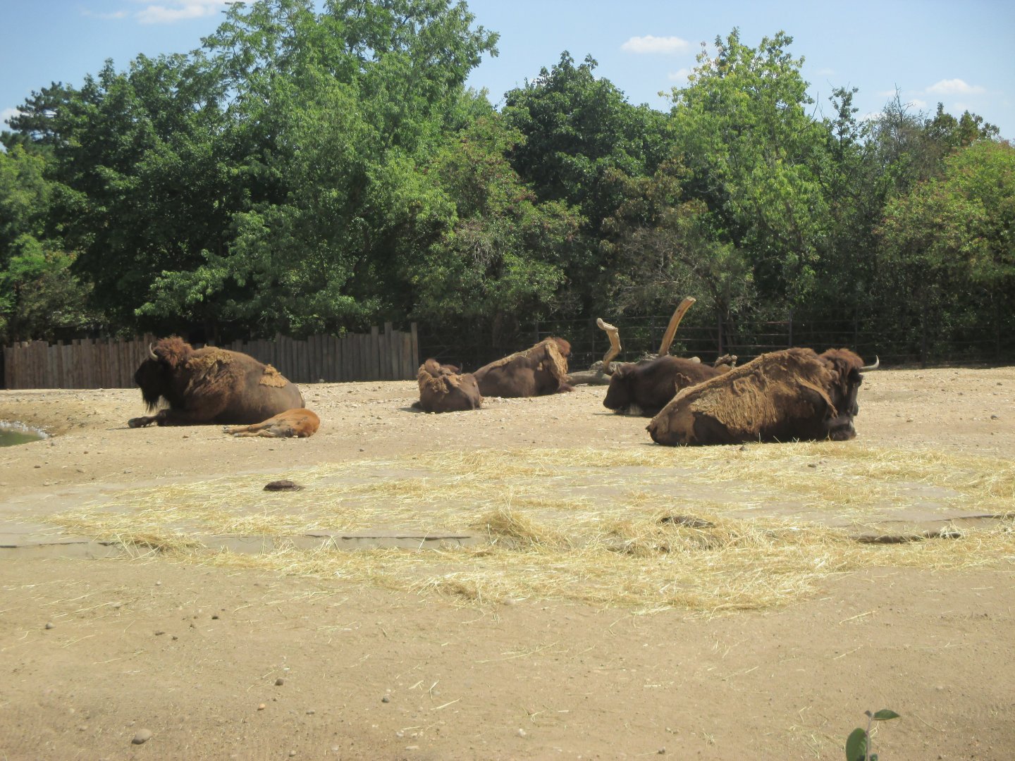 Herd of bisons