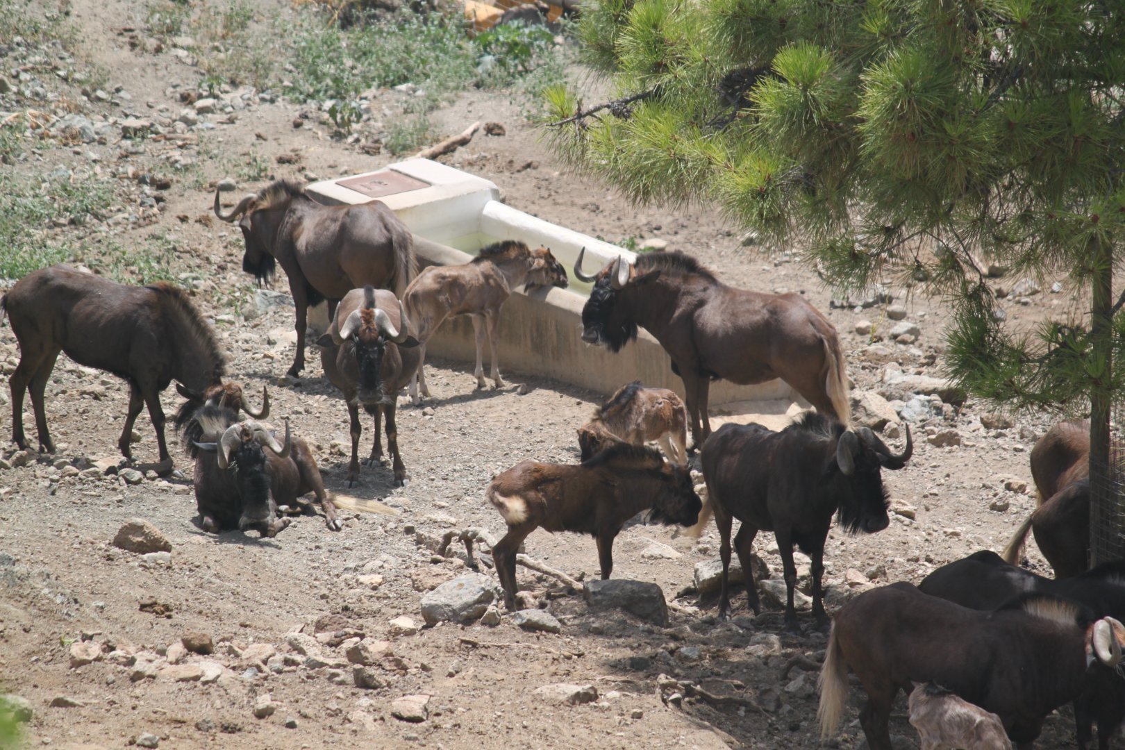 Herd of black wildebeest