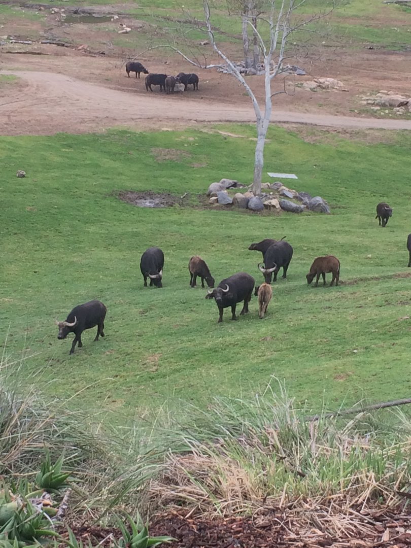 Herd of Cape Buffalo