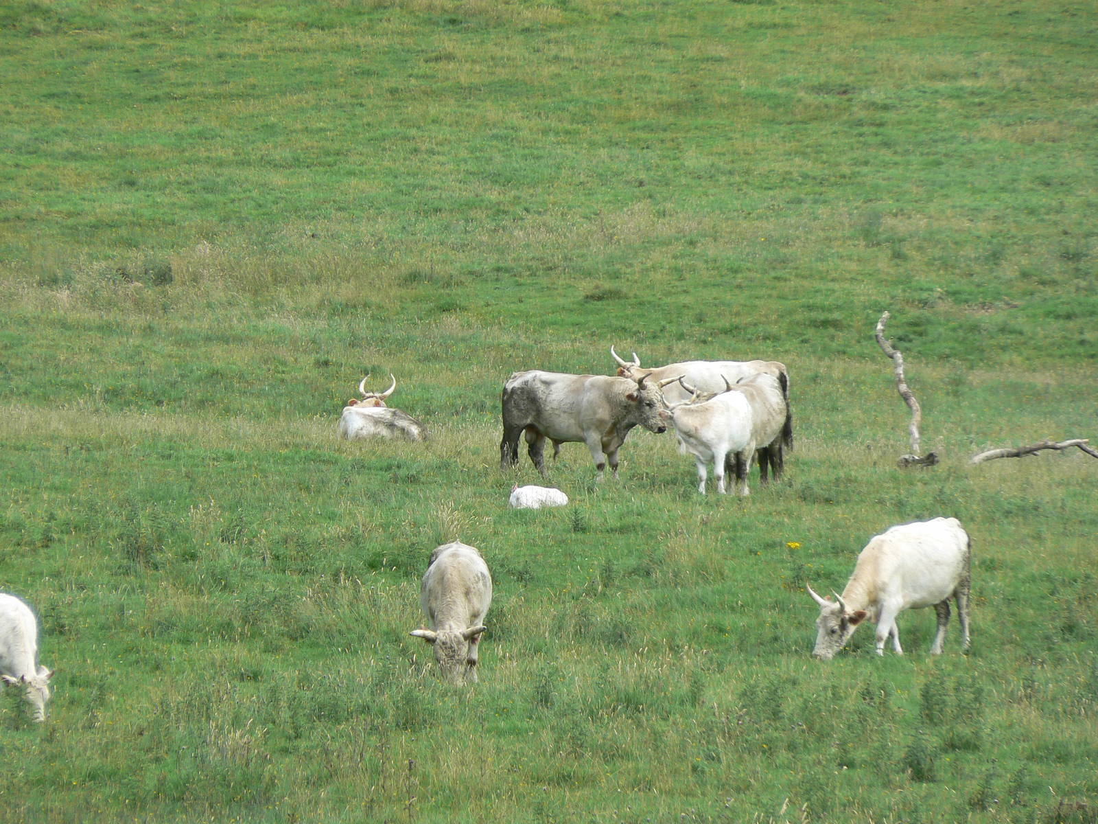 Herd of Chillingham White Cattle - 4 August 2016. Chillingham Wild Cattle P