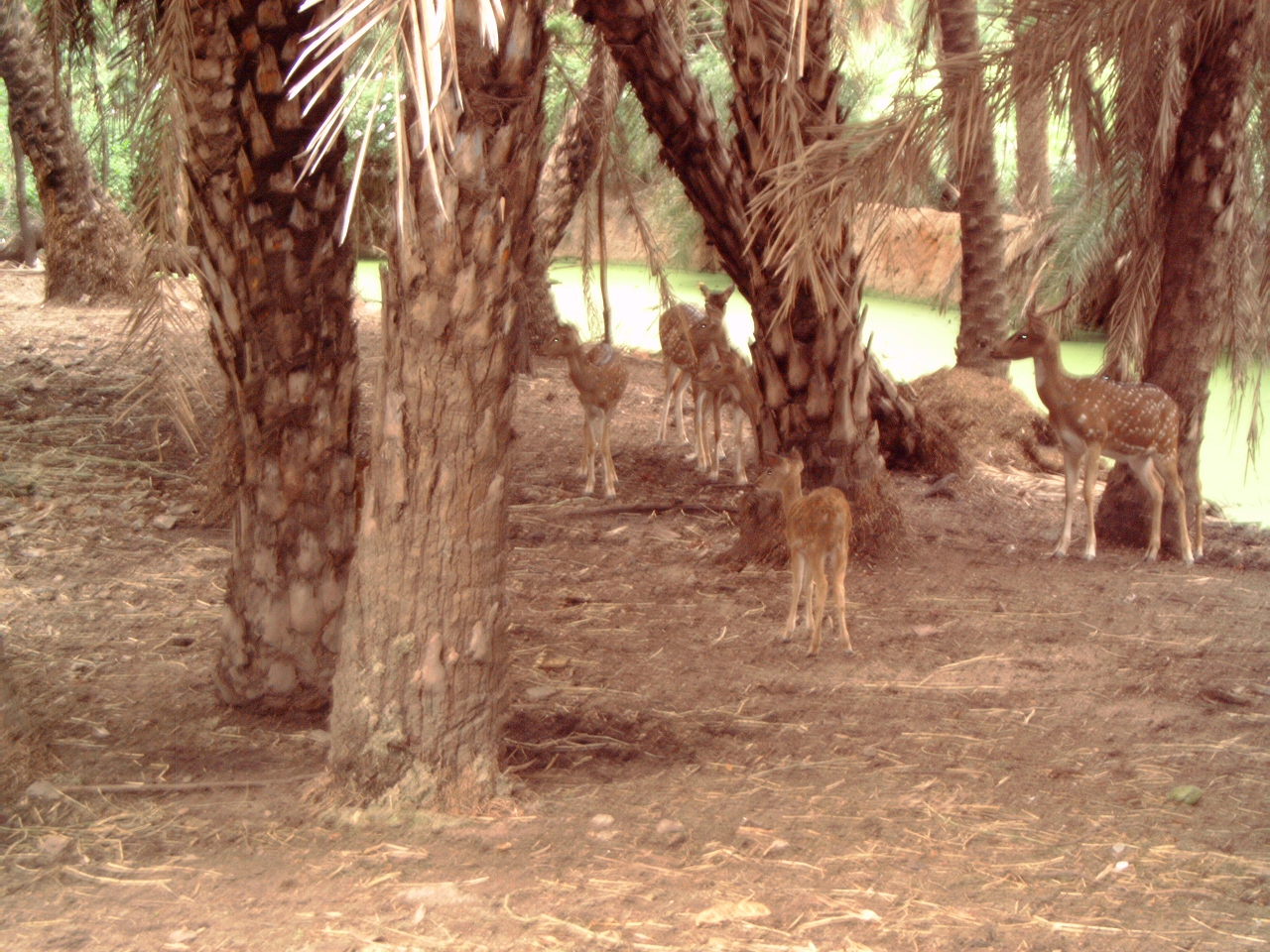 Herd of Chital (Axis axis)