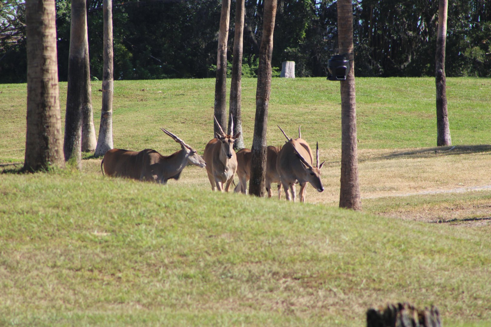 Herd of Common Eland (Taurotragus oryx ssp.)