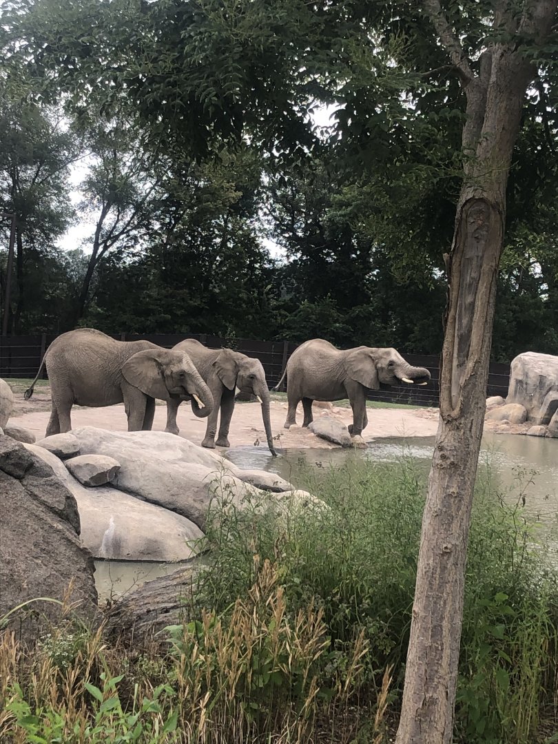 Herd of elephants rescued from a drought in Swaziland