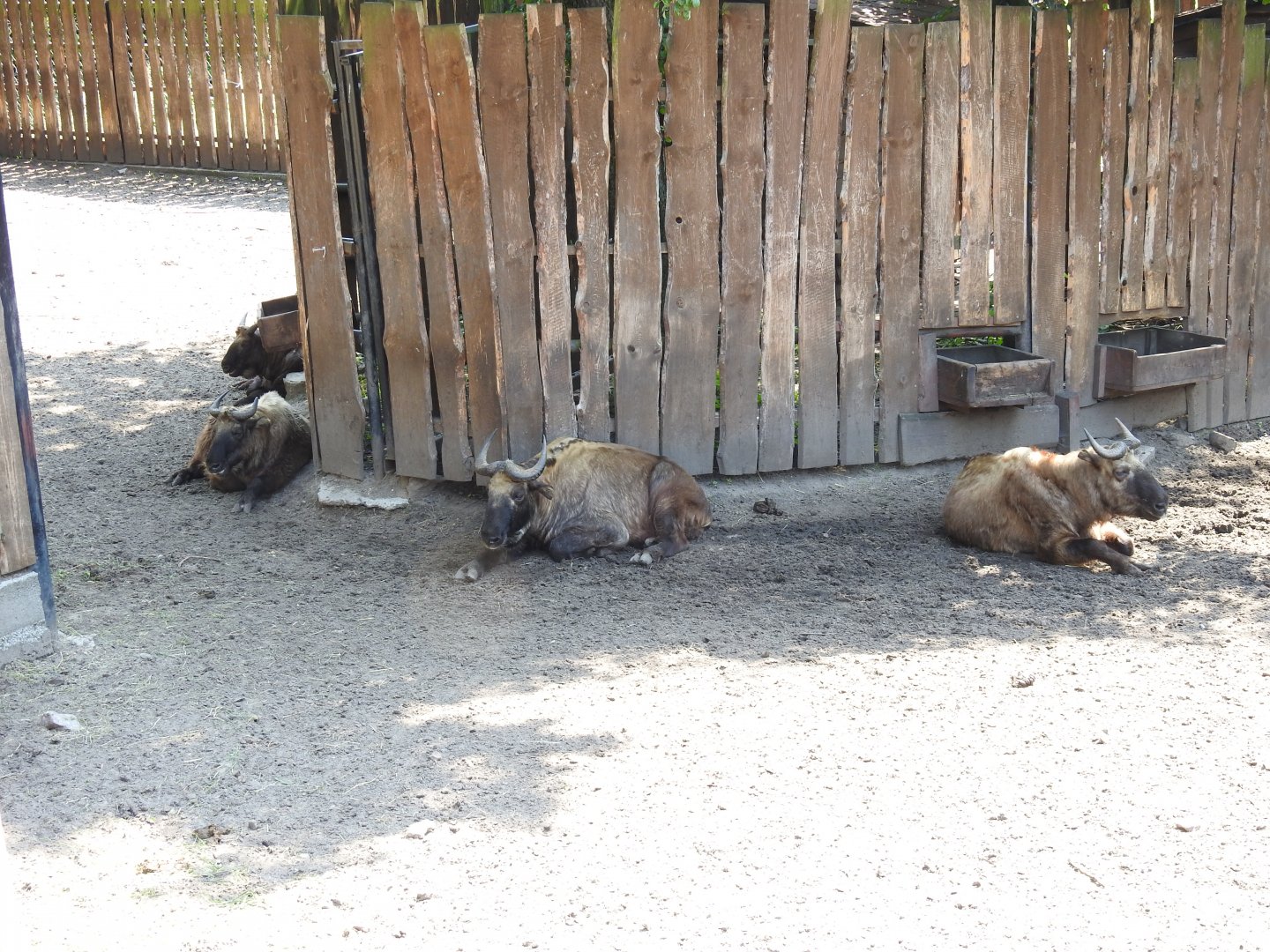 herd of Mishmi takins