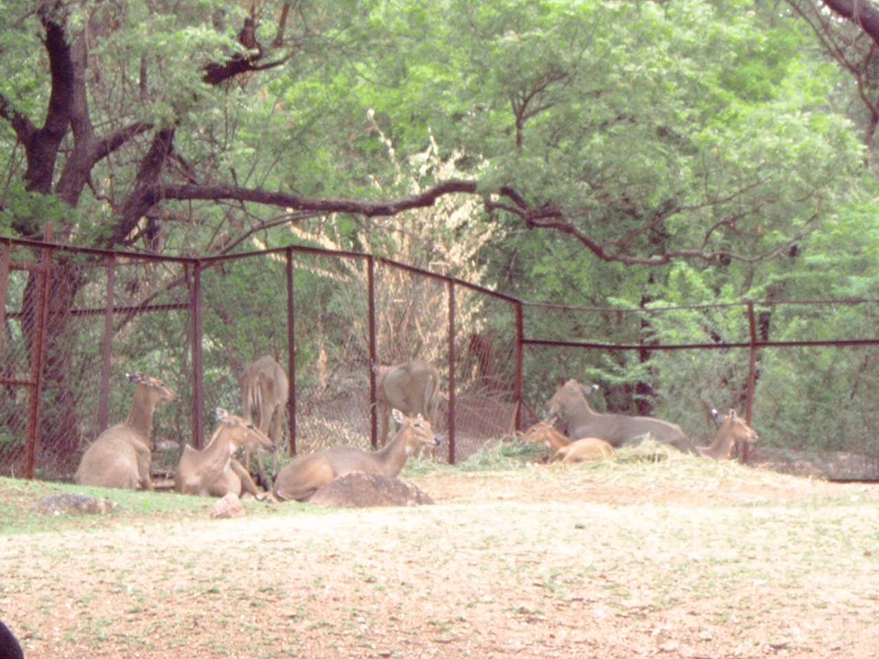 Herd of Nilgai (Boselaphus tragocamelus)