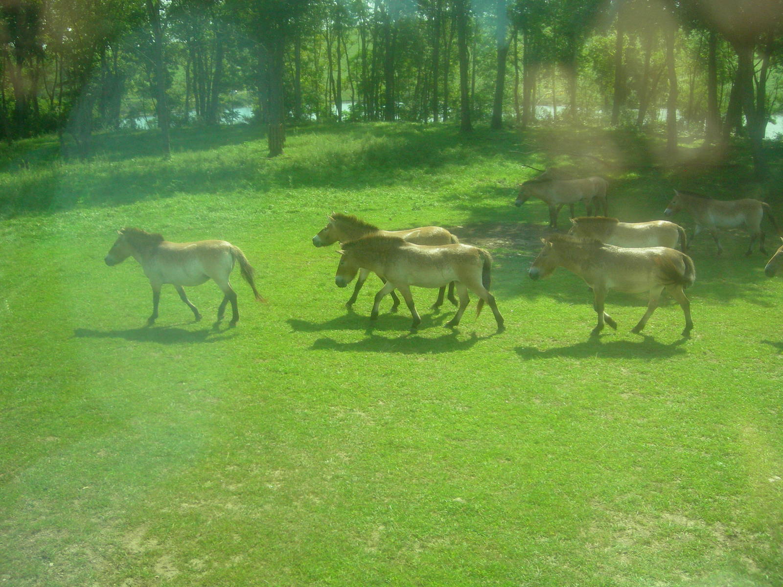 Herd of  Przewalski's horses