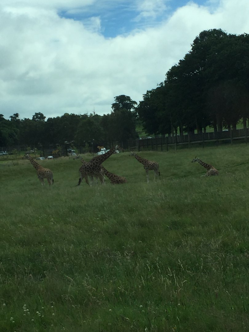 Herd of Rothschild's Giraffes