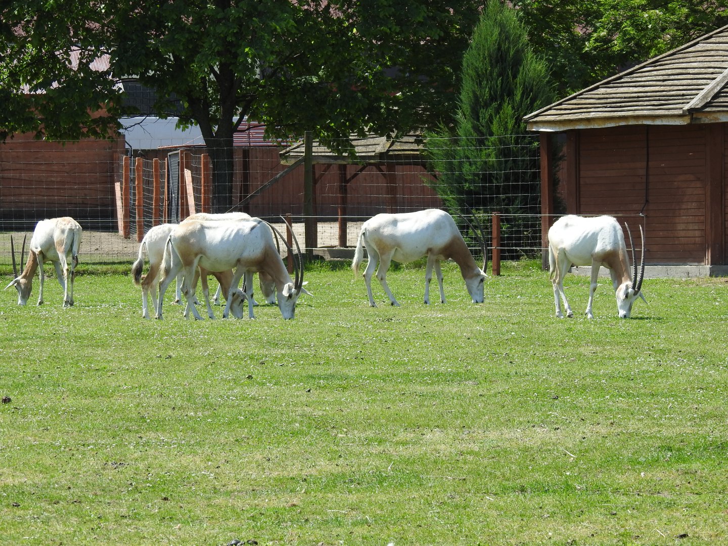 herd of scimitar-horned oryxes