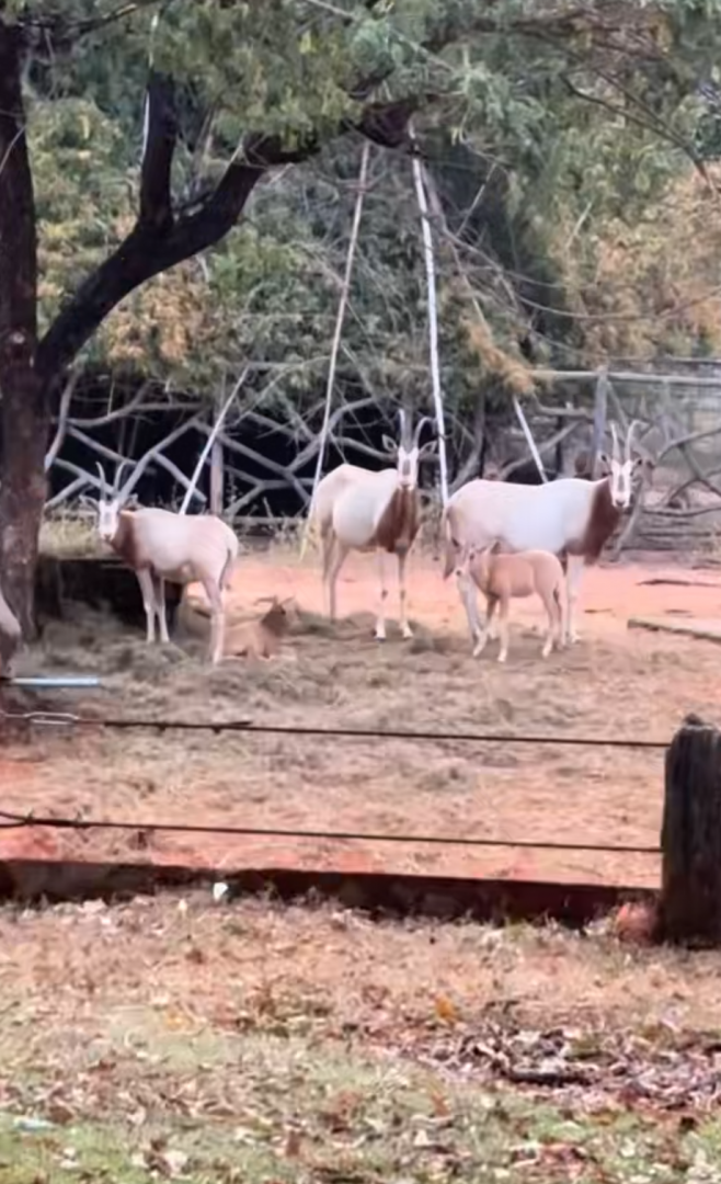 Herd of scimitar oryx