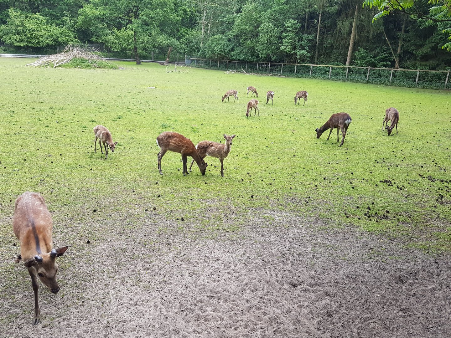 Herd of Sika deer