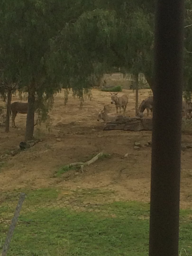 Herd of Somali Wild Asses