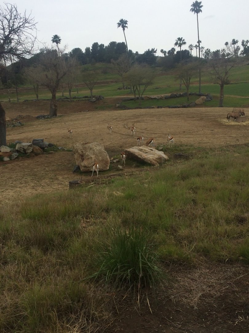 Herd of Springboks
