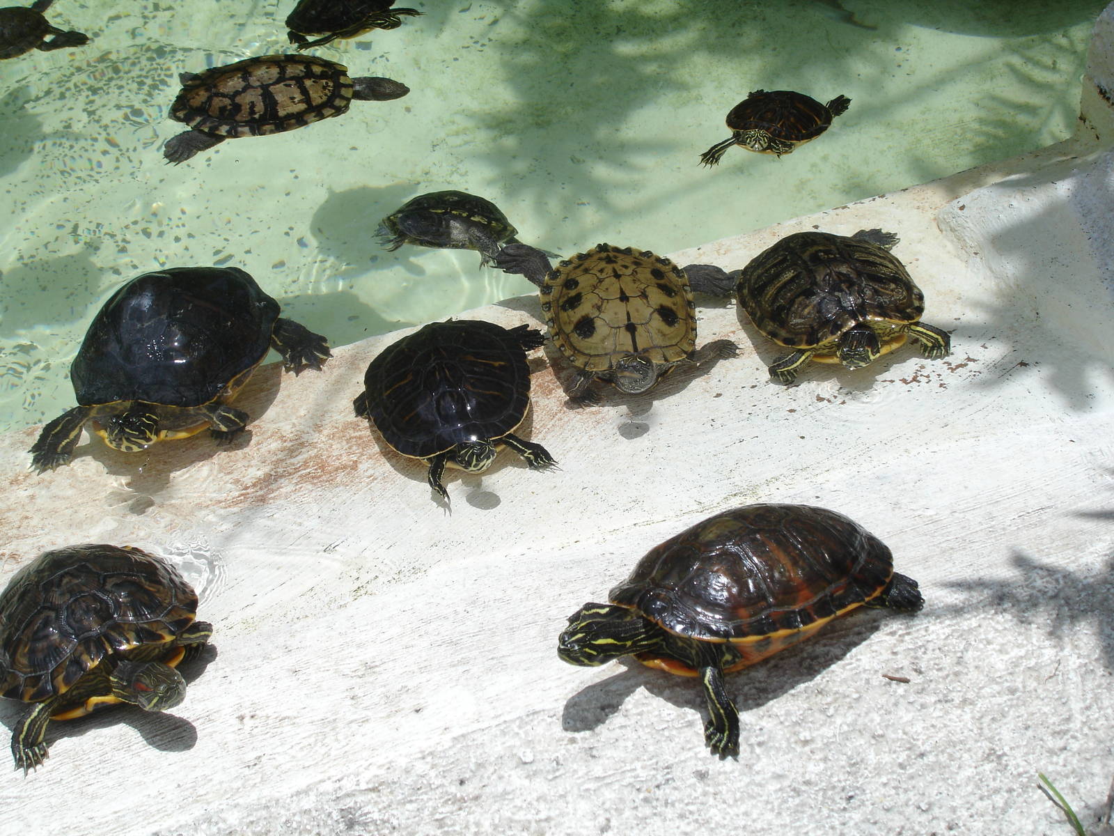 Herd of Turtles