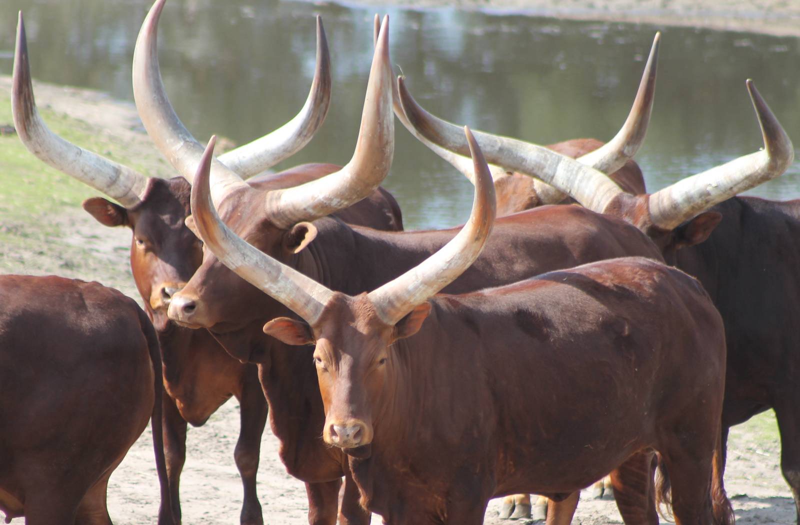 Herd of Watusi-ochses