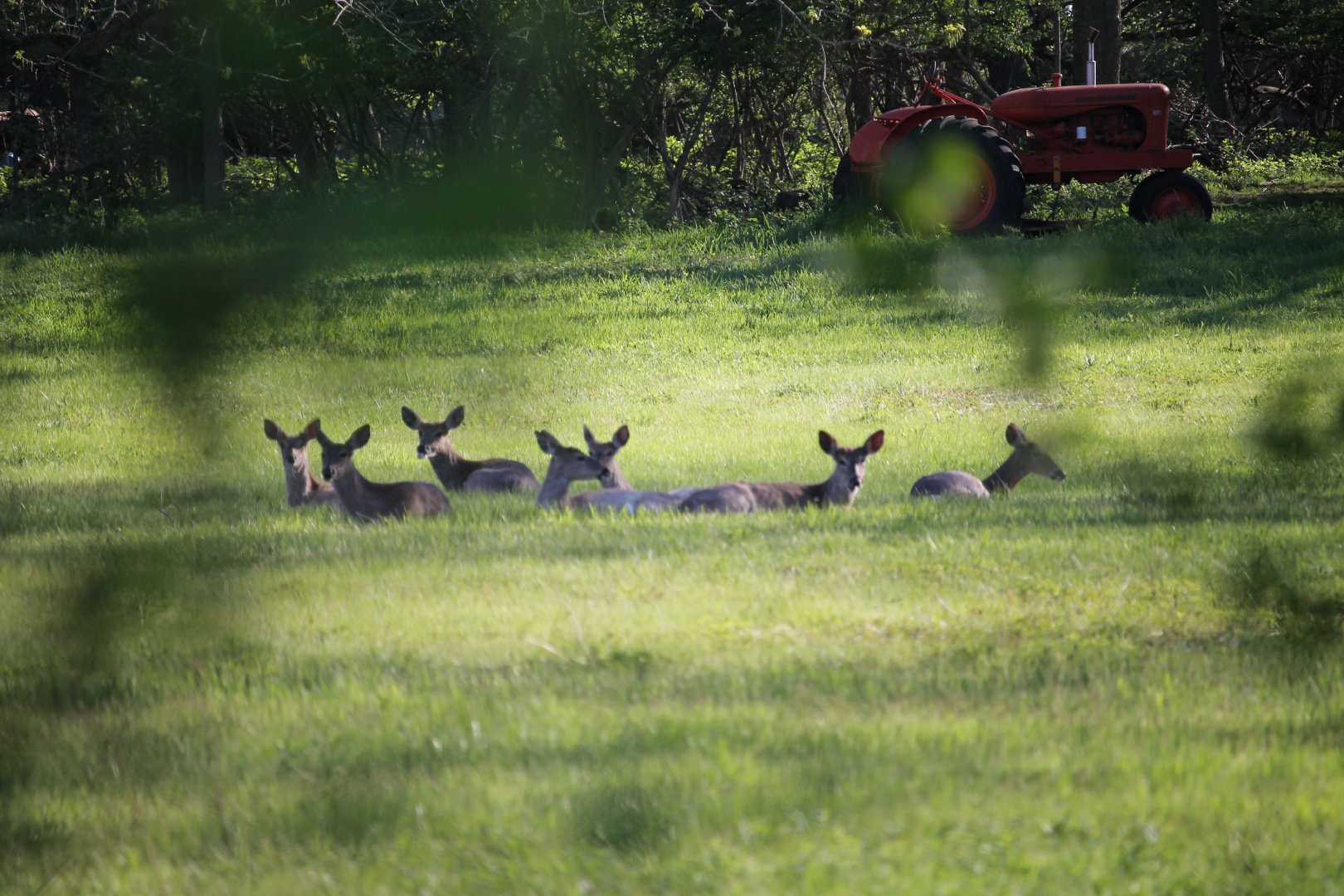 Herd of White-Tailed Deer