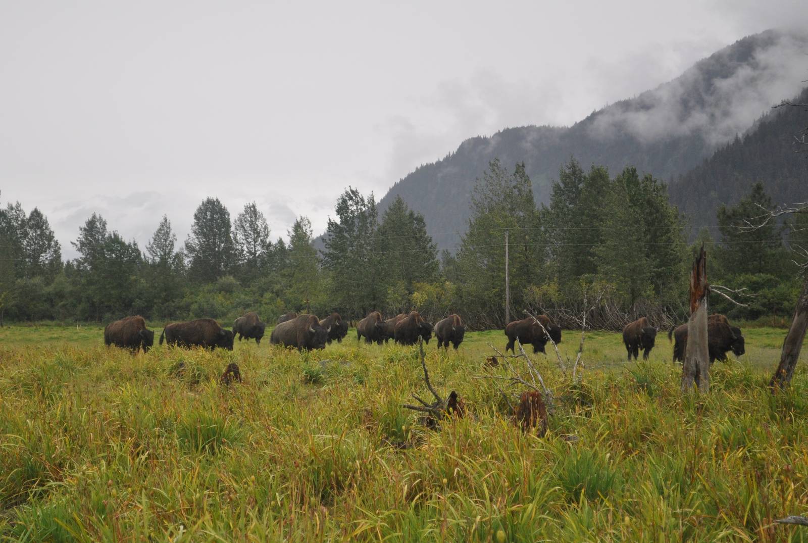 Herd of Wood Bison