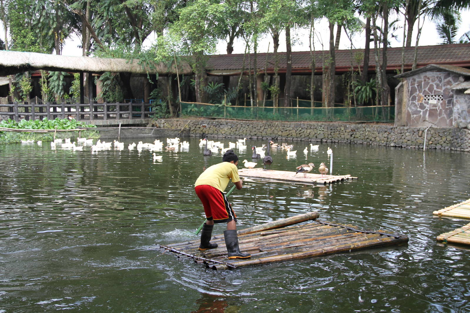 Herding the ducks...