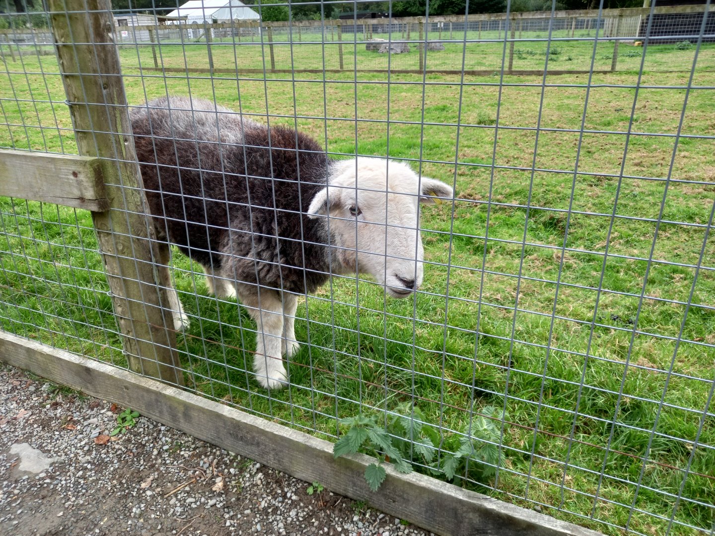 Herdwick Sheep