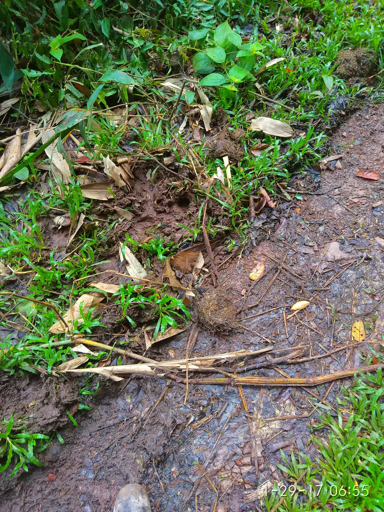 Here be Oliphaunts - Danum