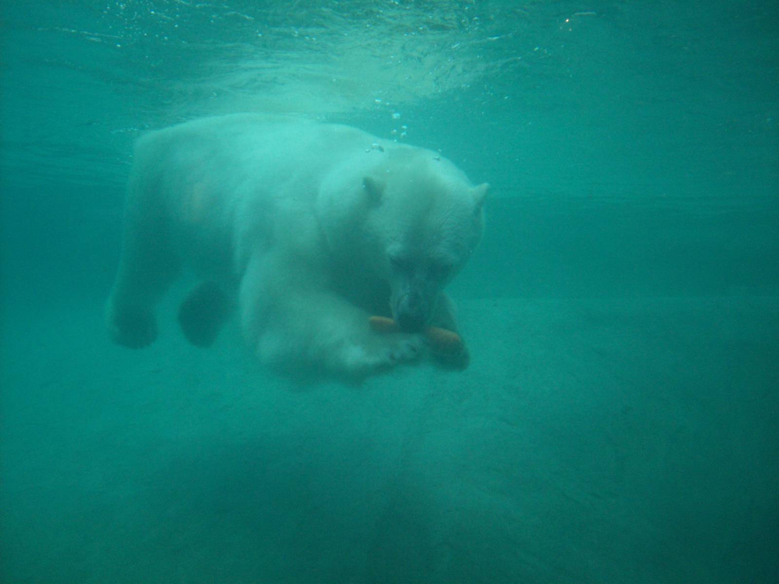 Here comes a carrot.