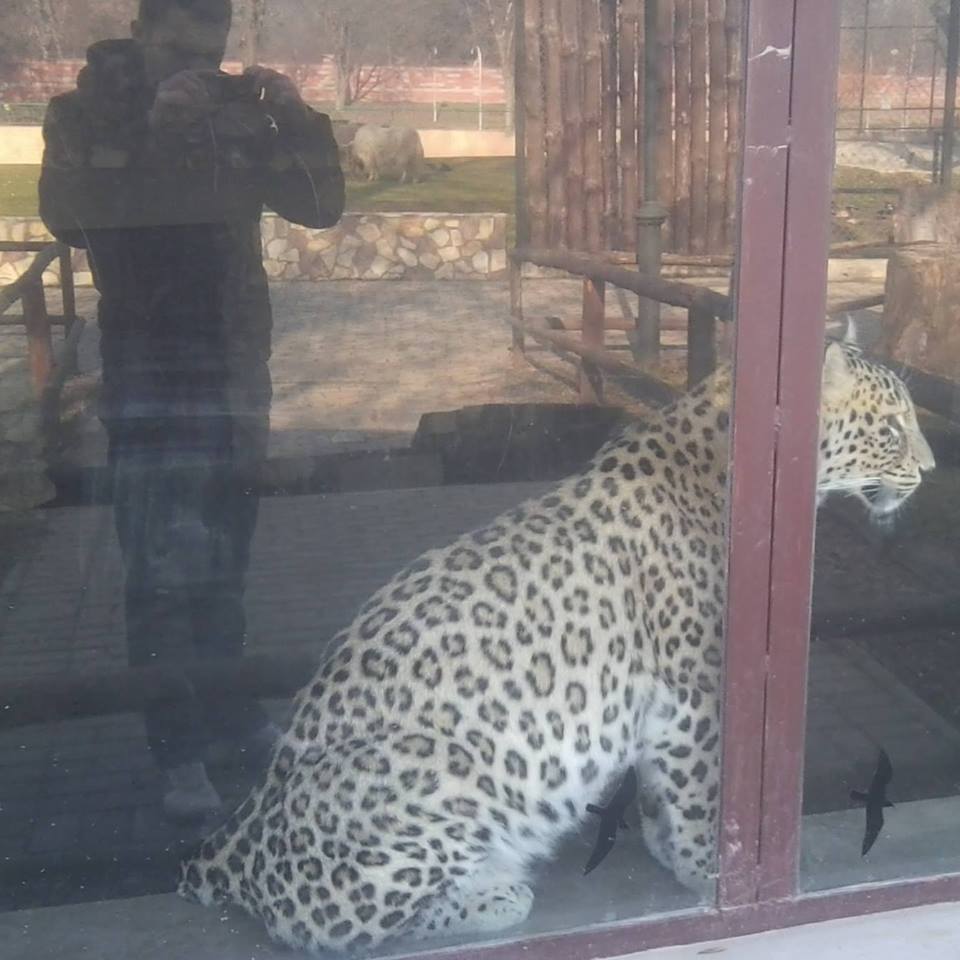 Here is how two non-EAZA zoos looks like