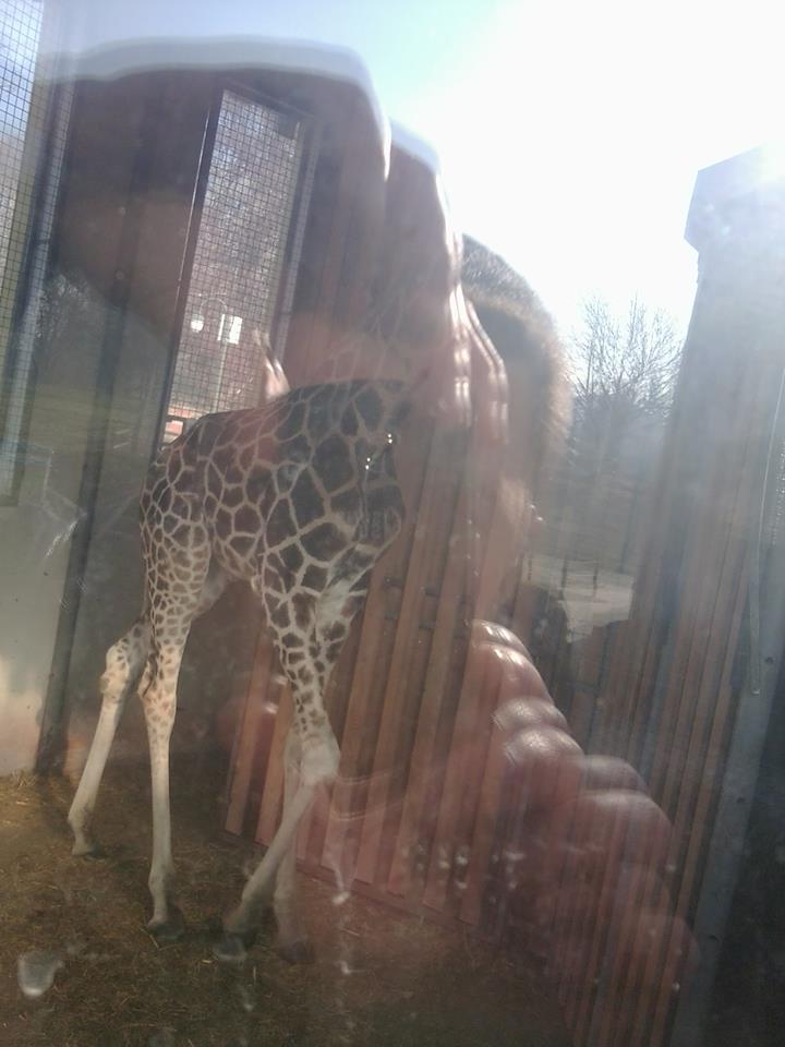 Here is how two non-EAZA zoos looks like