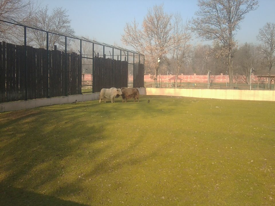 Here is how two non-EAZA zoos looks like