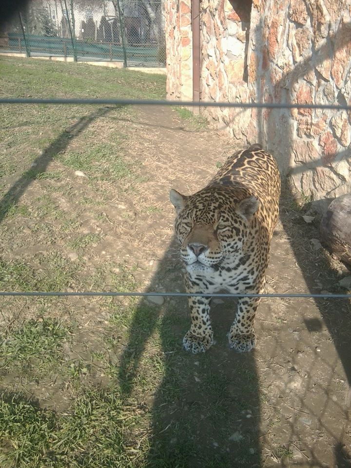 Here is how two non-EAZA zoos looks like