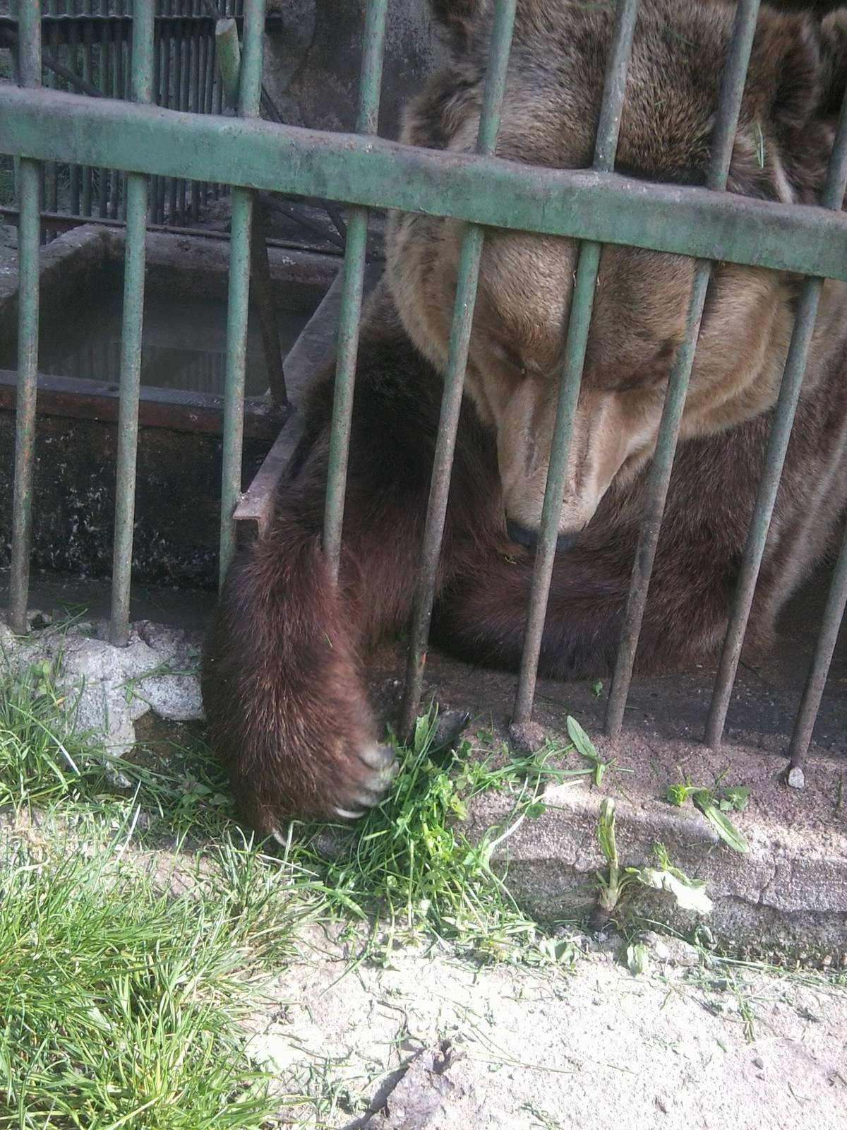 Here is how two non-EAZA zoos looks like