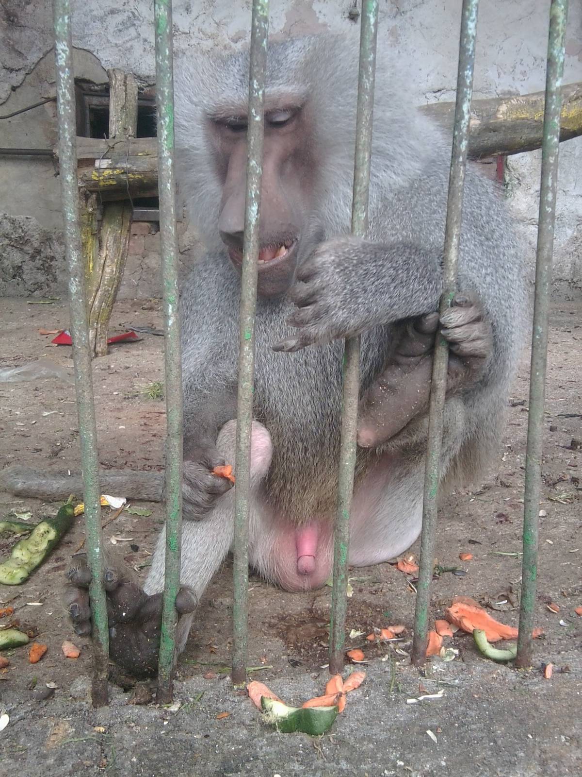 Here is how two non-EAZA zoos looks like