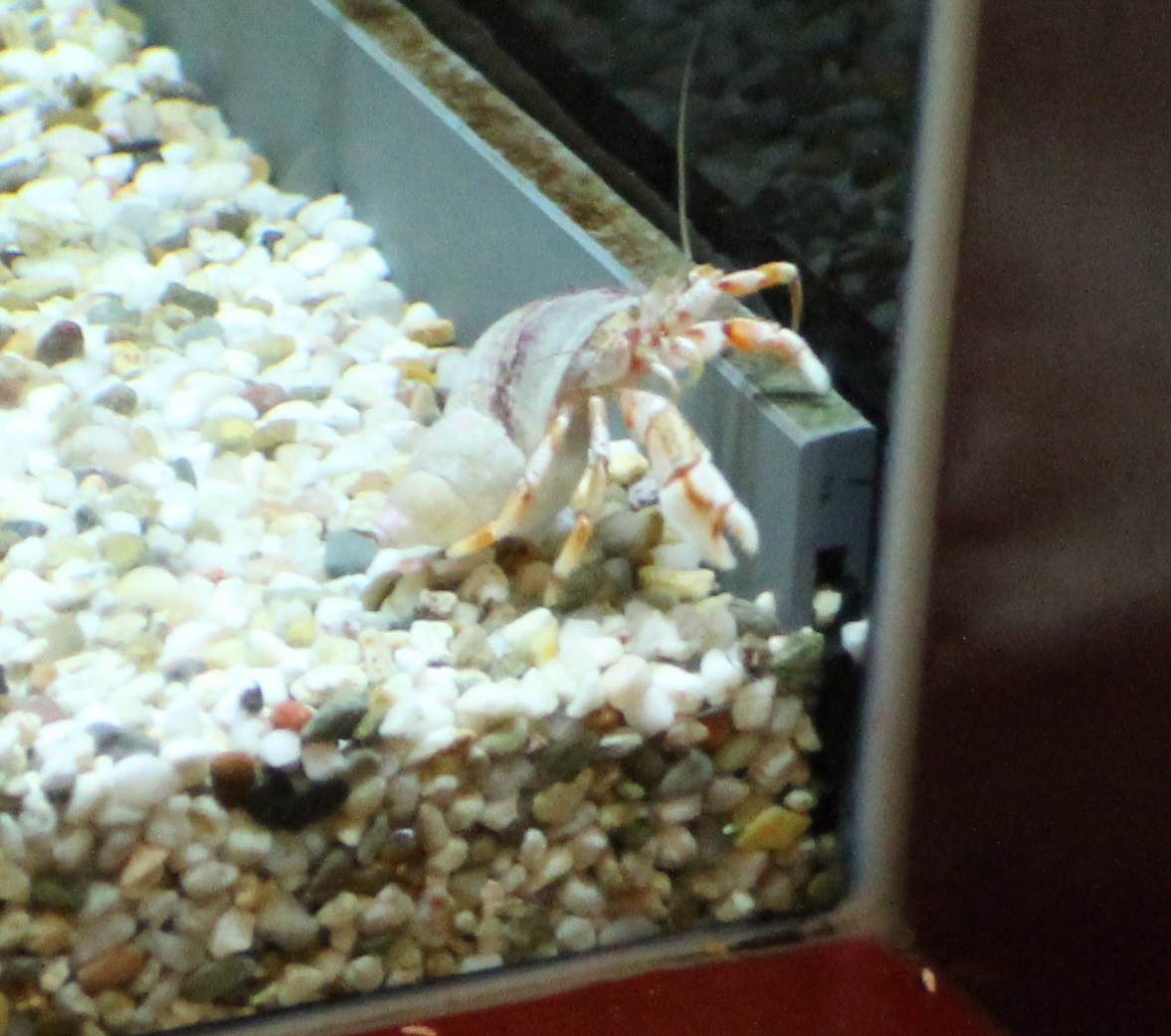 Heremite crab ID