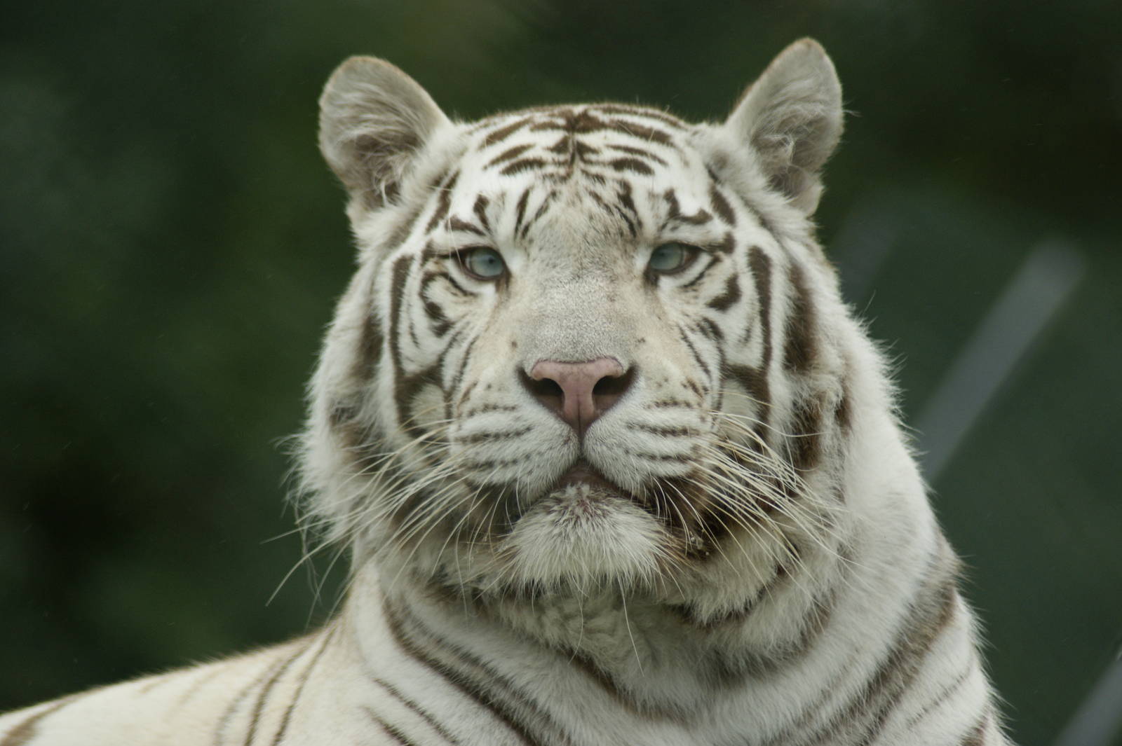 Heres looking at you, or you, or you over there