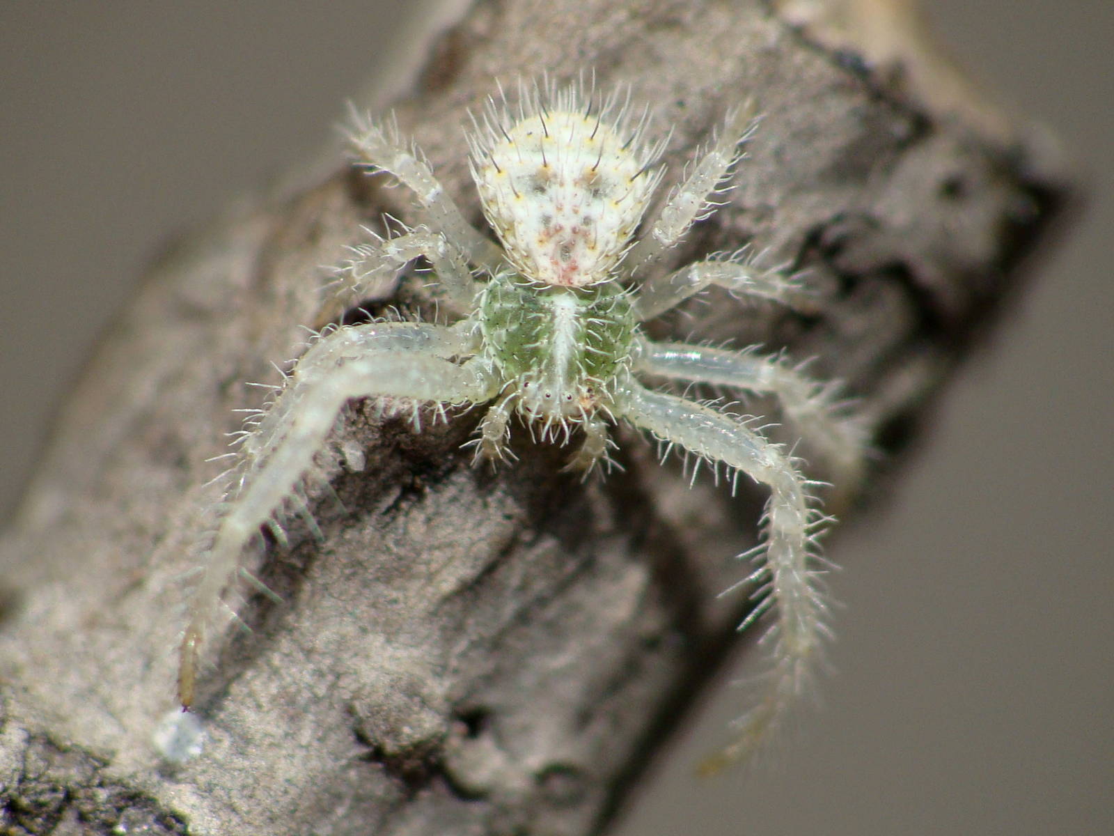 Heriaeus graminicola