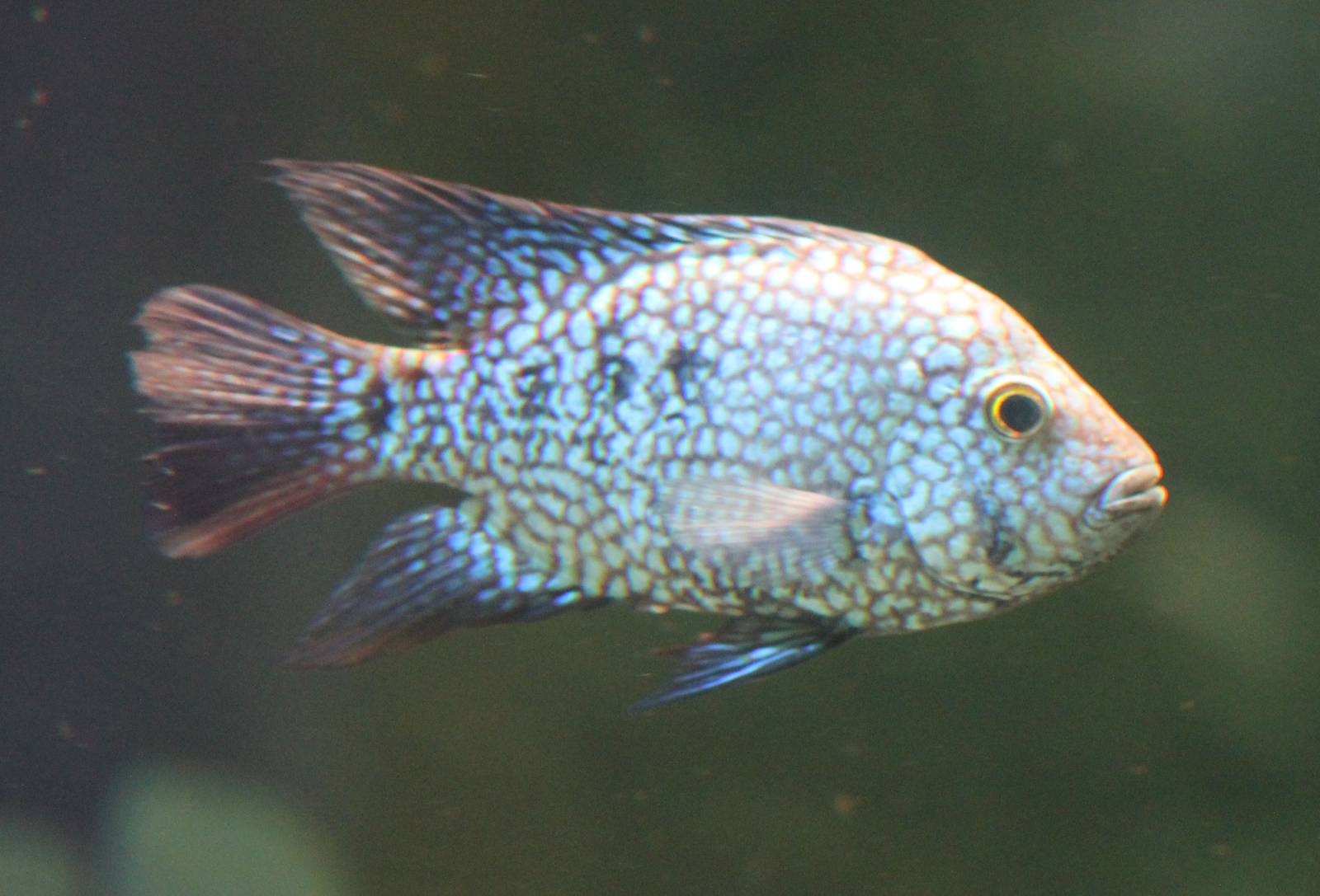 Herichthys carpintis