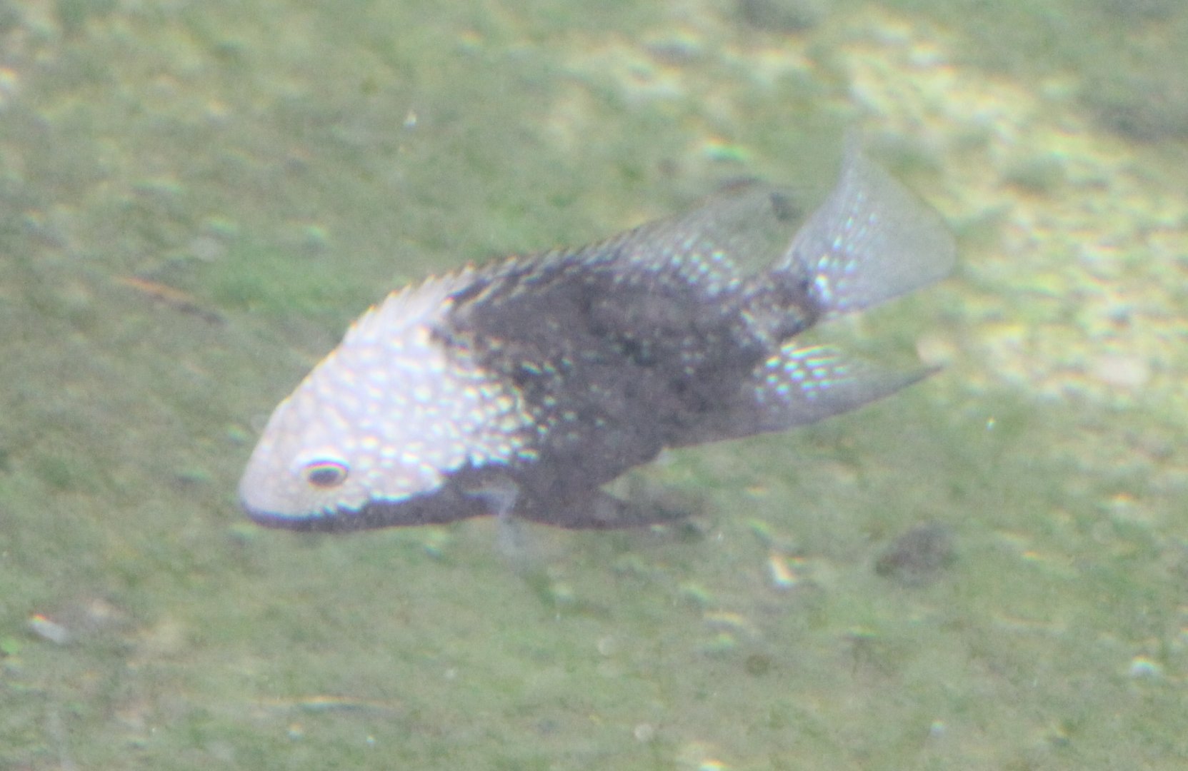 Herichthys carpintis