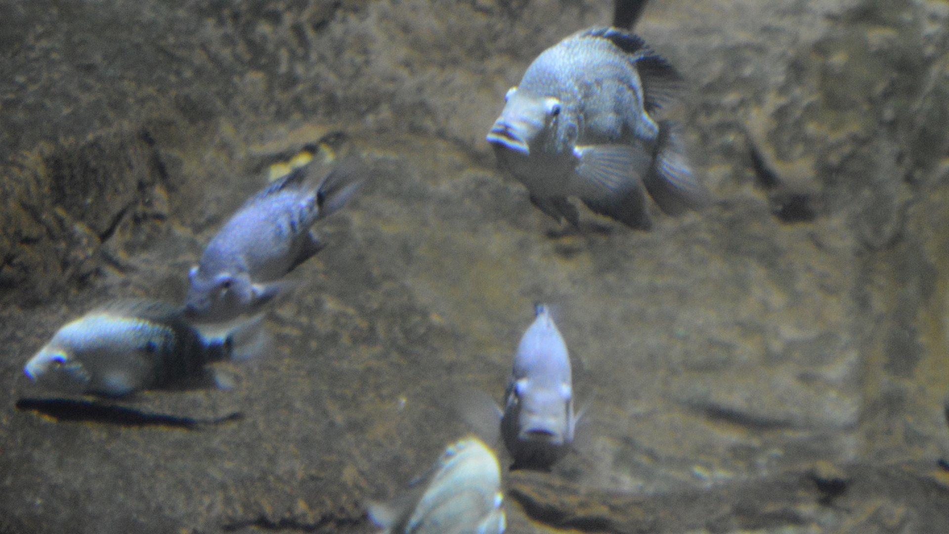 Herichthys cyanoguttatus