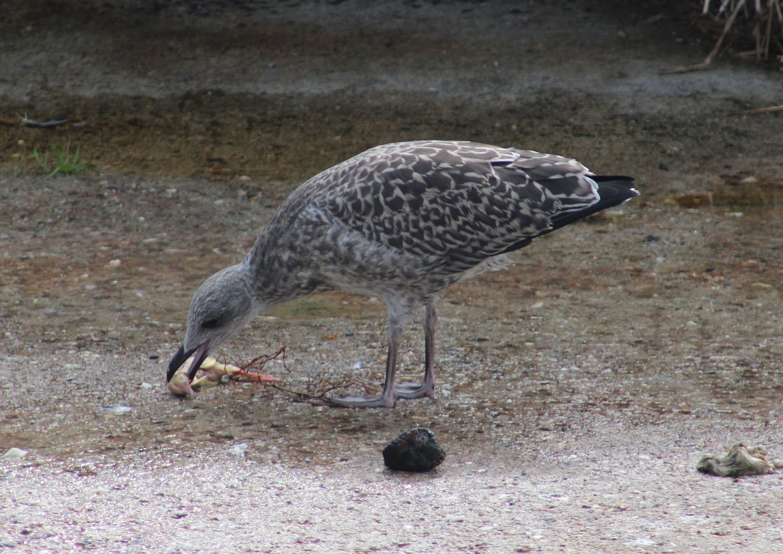 Hering gull - juvenile