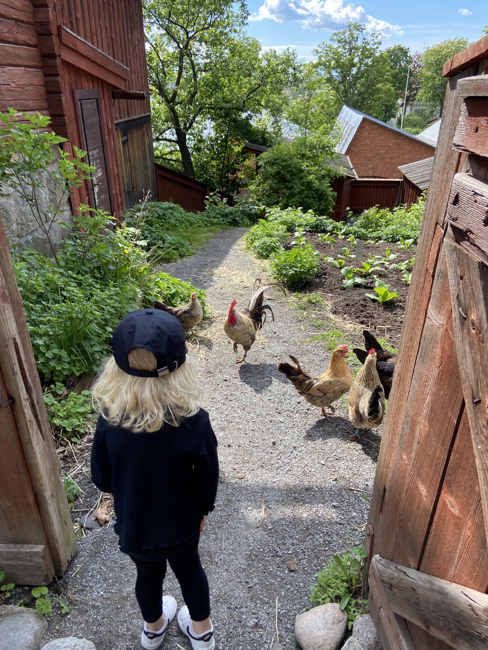 Heritage breed hens 2022