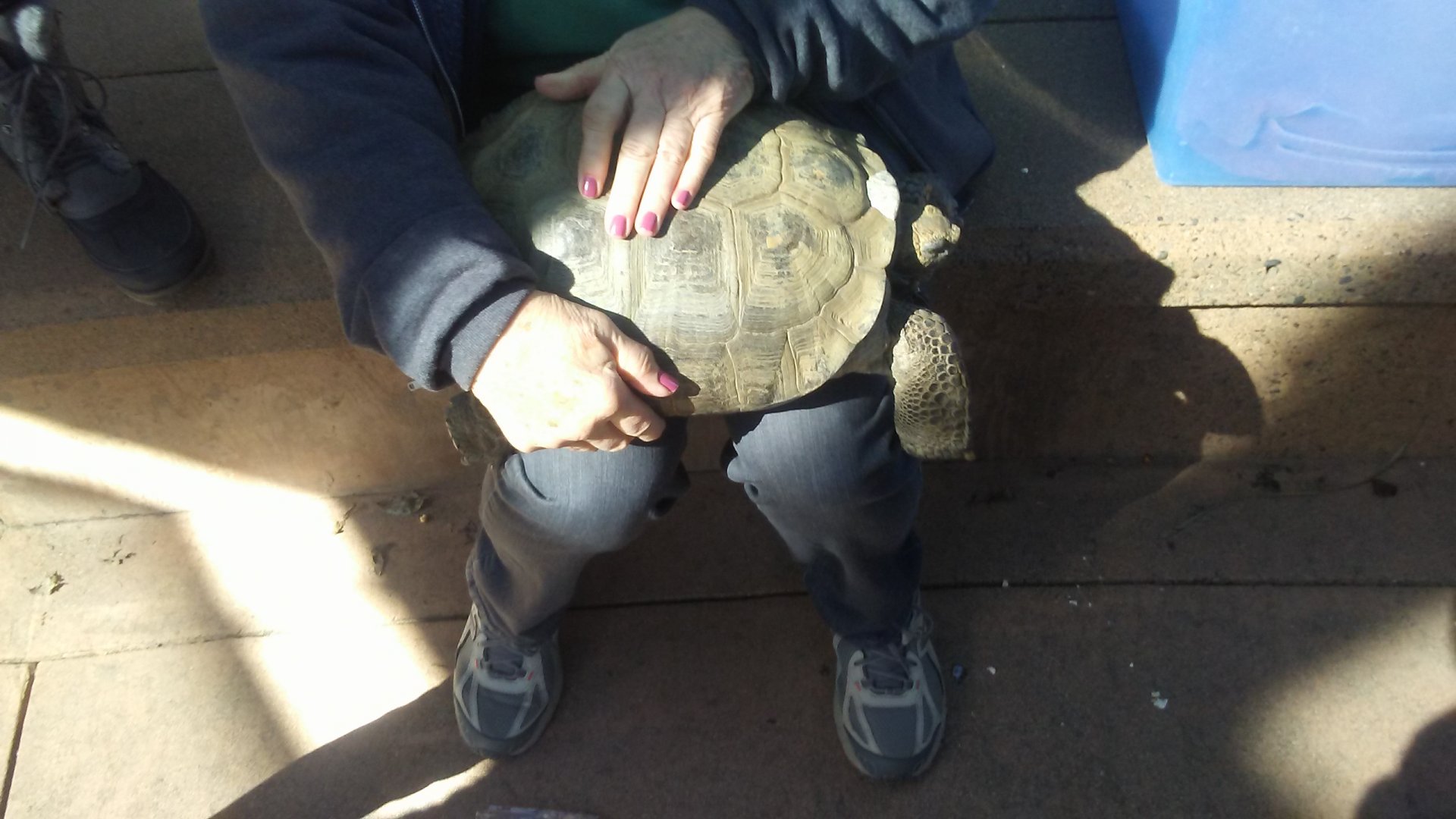 Herkimer the Agassiz's desert tortoise