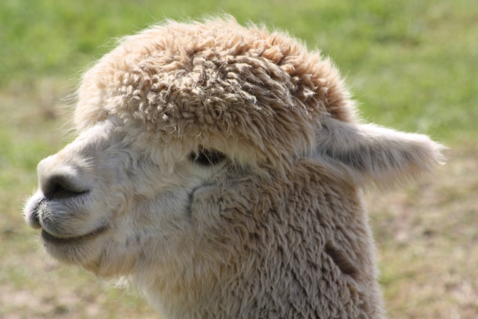 Herman, 19th June 2014